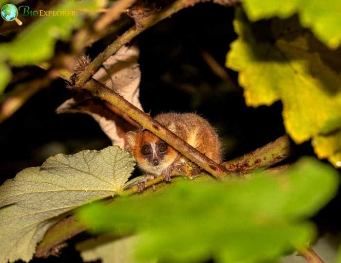 Goodman's Mouse Lemur