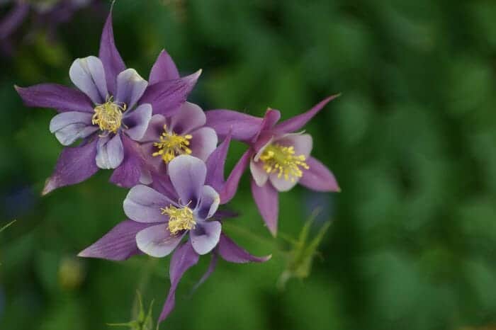 Grandmother's Cape Flowers