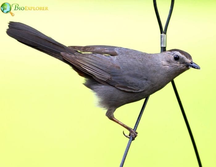 Gray Catbird