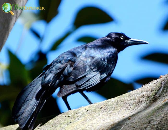 Great Tailed Grackle