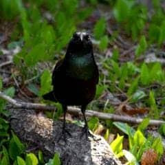 Greater Antillean grackle, kling-kling, chinchilín, ching ching, chango