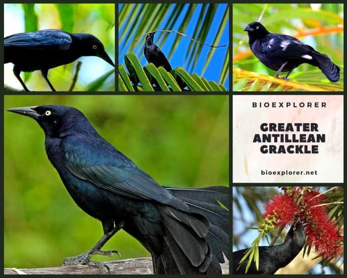 Greater Antillean Grackle