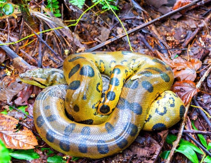 Green Anaconda In Rainforests