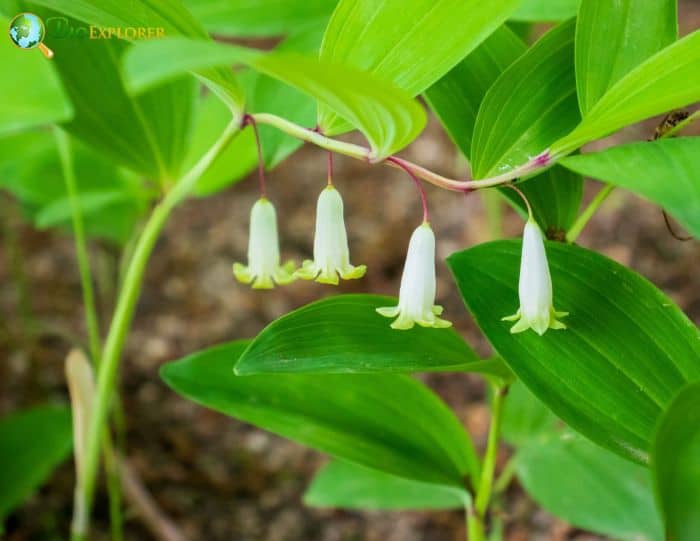 Greenish Solomon's Seal Flowers