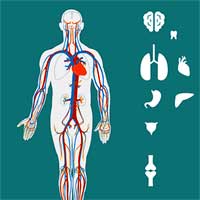 Gross Anatomy