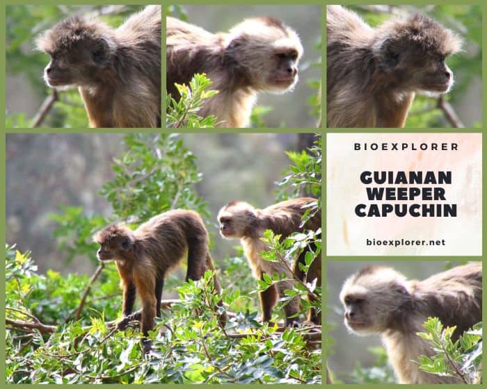 Guianan Weeper Capuchin