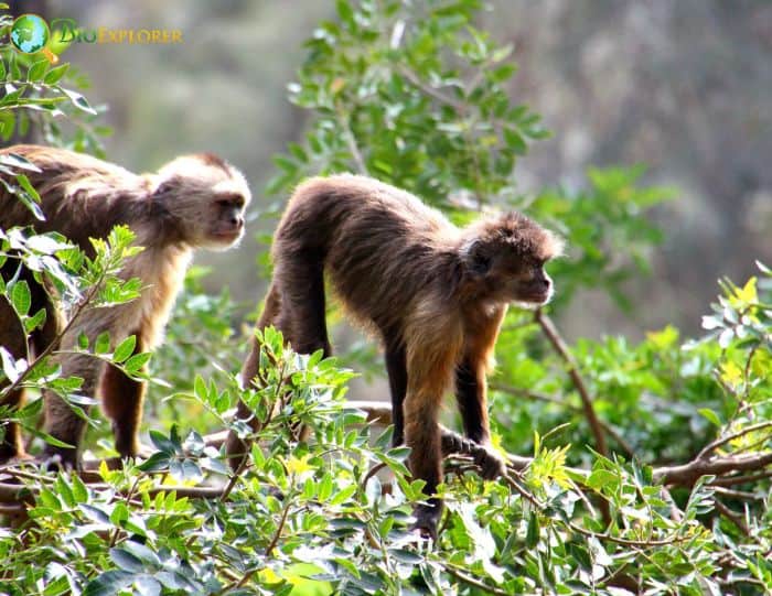 Guianan Weeper Capuchin