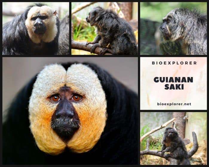 Guianan Saki