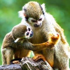 Common Squirrel Monkey