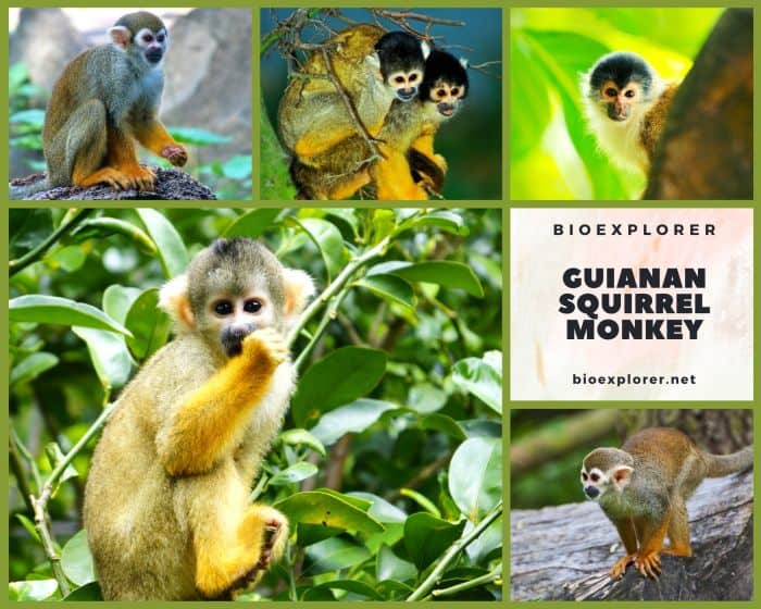 Guianan Squirrel Monkey