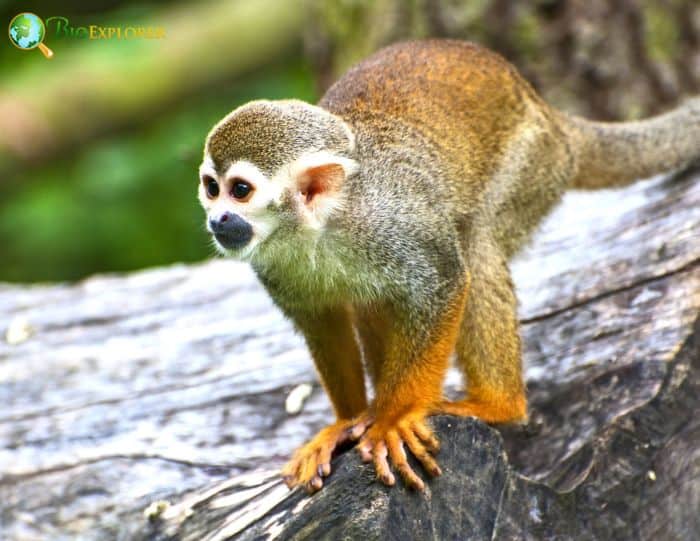 Guianan Squirrel Monkey