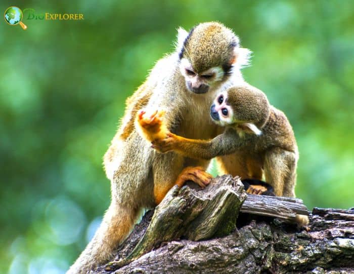 Guianan Squirrel Monkeys