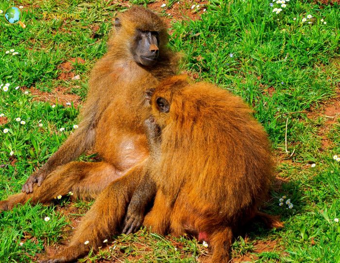 Guinea Baboons