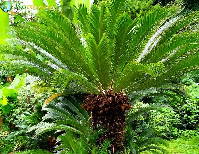 Gymnosperms Trees