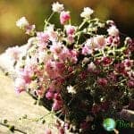 Baby's Breath (Gypsophilia)