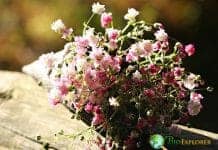 Baby's Breath (Gypsophilia)