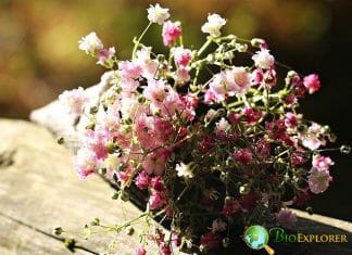 Baby's Breath (Gypsophilia)