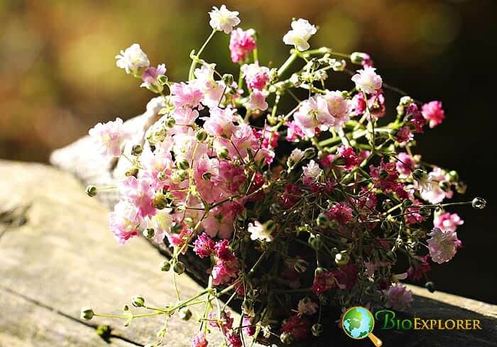 Baby's Breath (Gypsophilia)