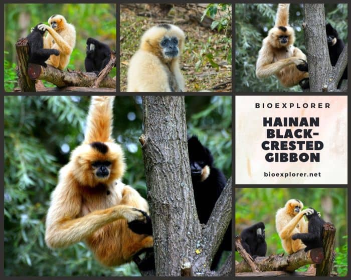 Hainan Black Crested Gibbon