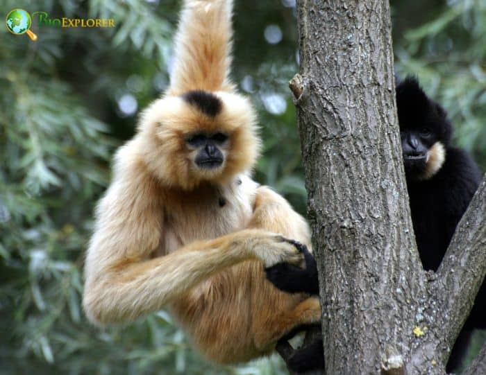 Hainan Black Crested Gibbon