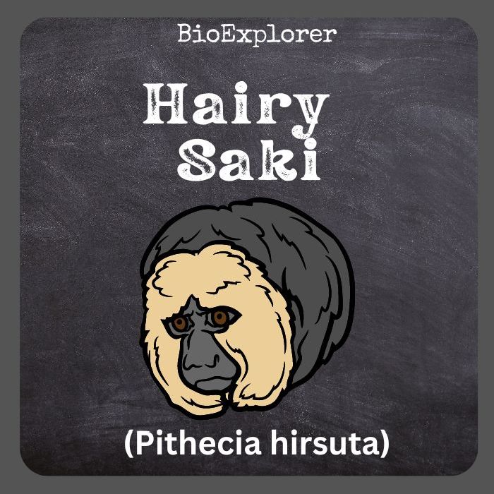 Hairy Saki