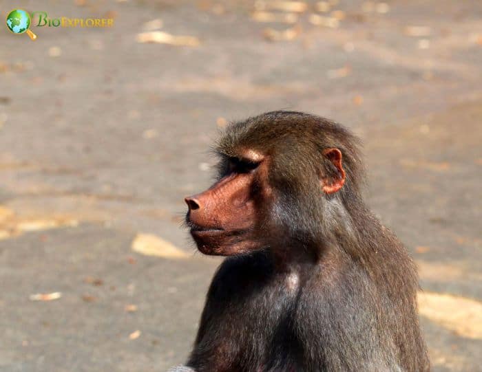 Hamadryas Baboon 