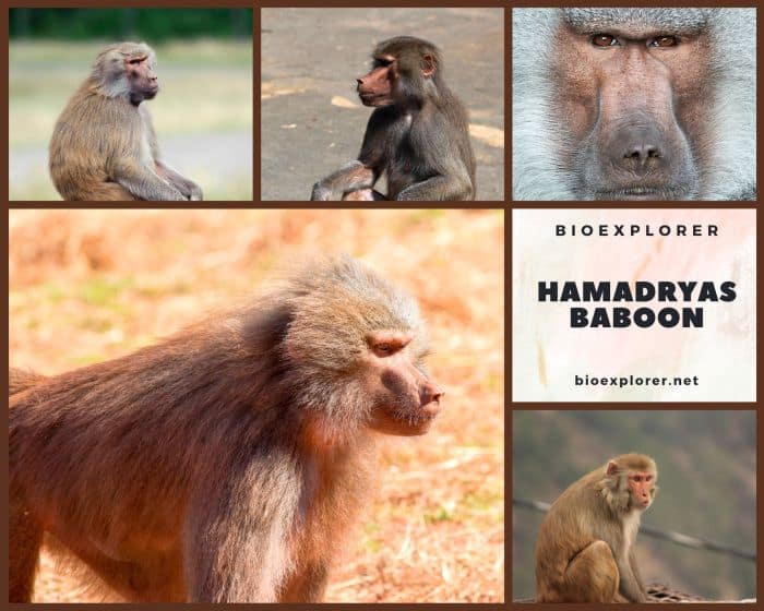 Hamadryas Baboon