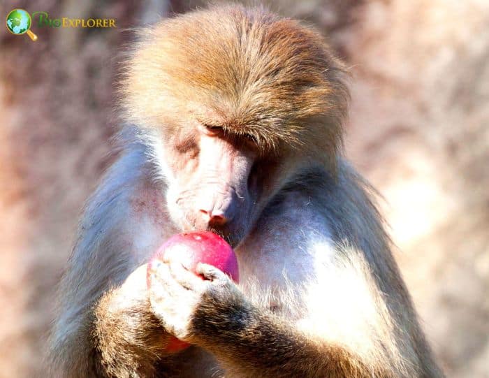 Hamadryas Baboon