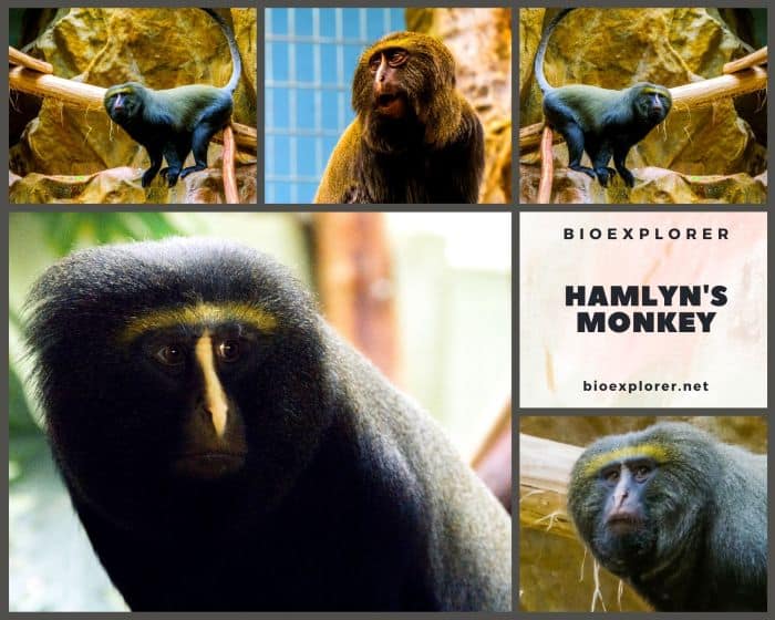 Hamlyn's Monkey