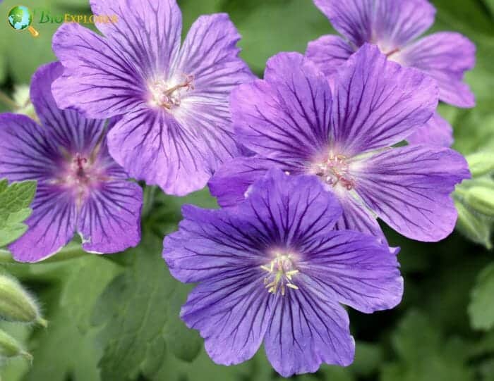 Hardy Geranium Flowers