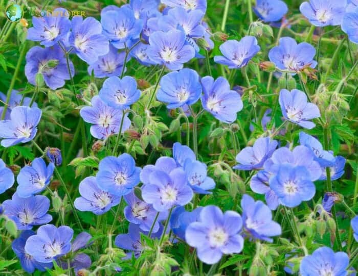 Hardy Geranium Flowers