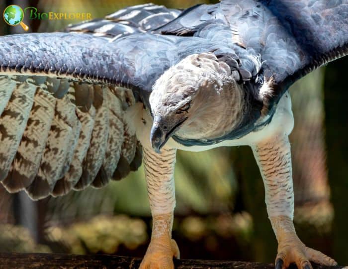 Harpy Eagle In Rainforests