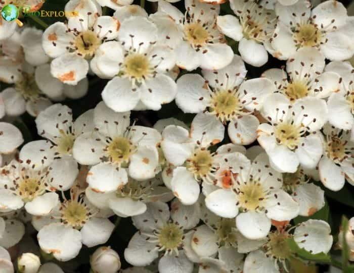 Hawthorn History and Cultural Significance