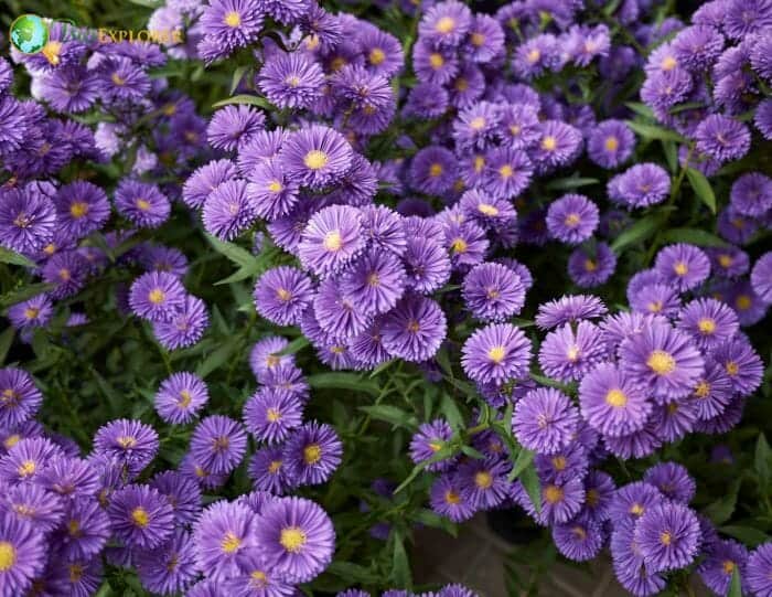 Heath Aster Flowers