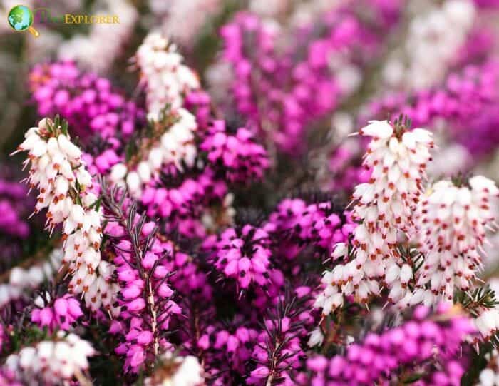 Heather Flowers