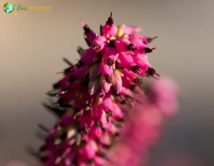 Heather Flowers