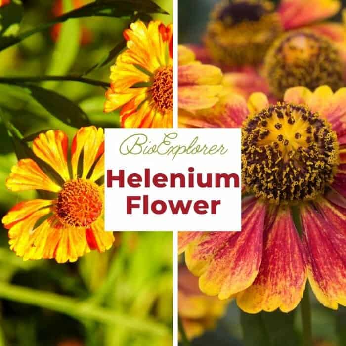 Helenium