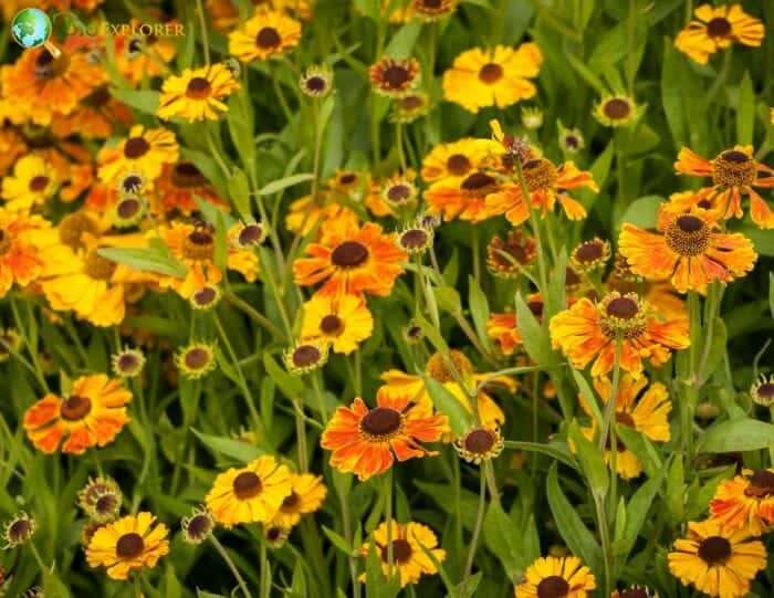 Helenium Flowers