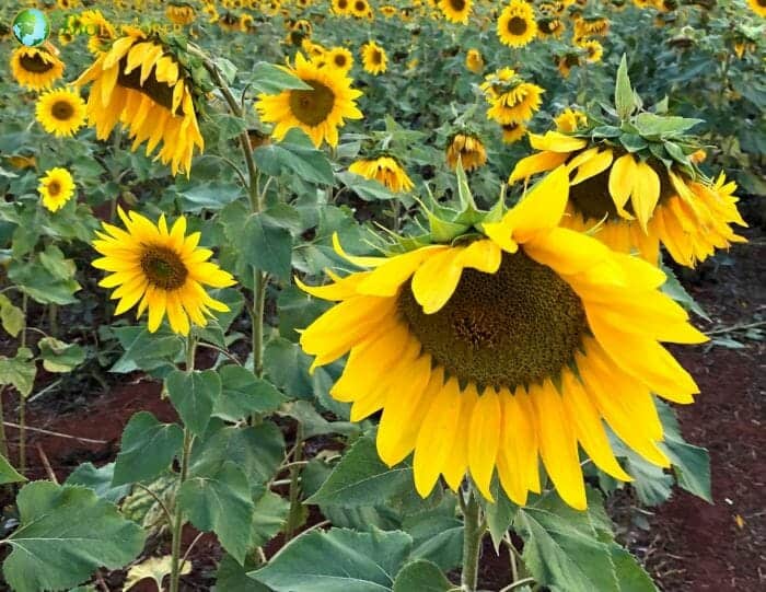 Helianthus Annuus Flowers