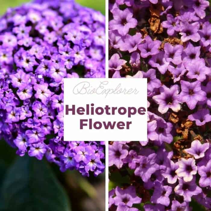 Heliotrope