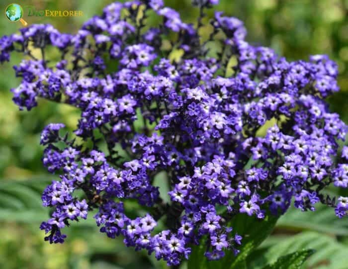 Heliotrope flowering plants