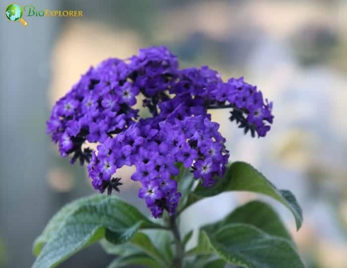 Heliotrope Flowers