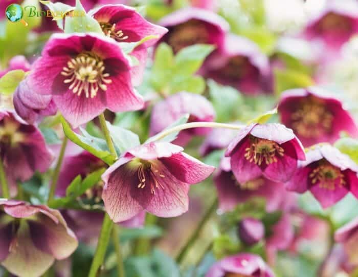 Hellebore Flowers