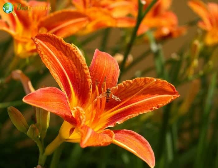 Hemerocallis Spp