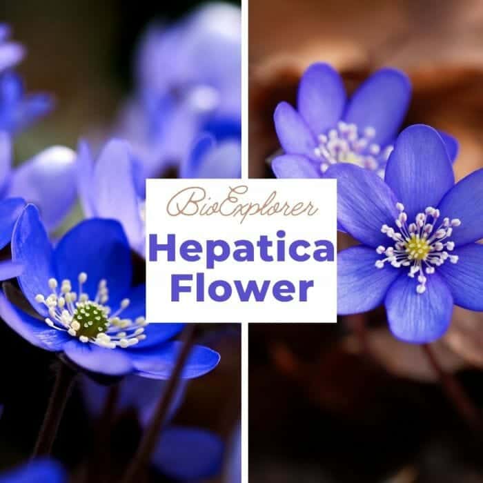 Hepatica