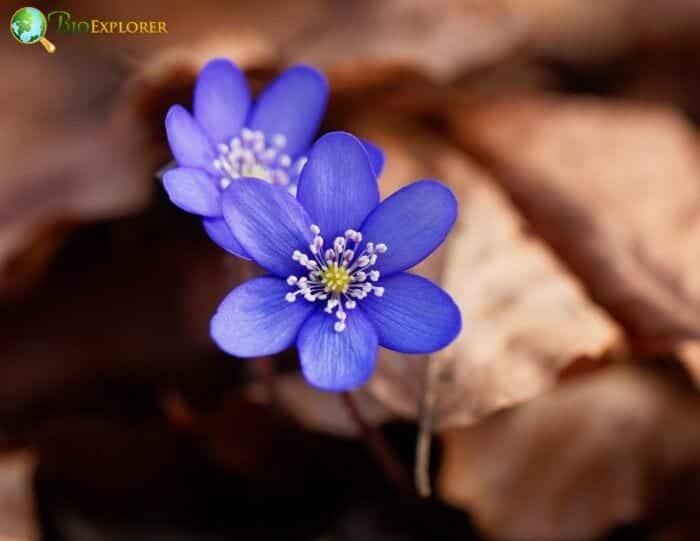 Hepatica Flowers