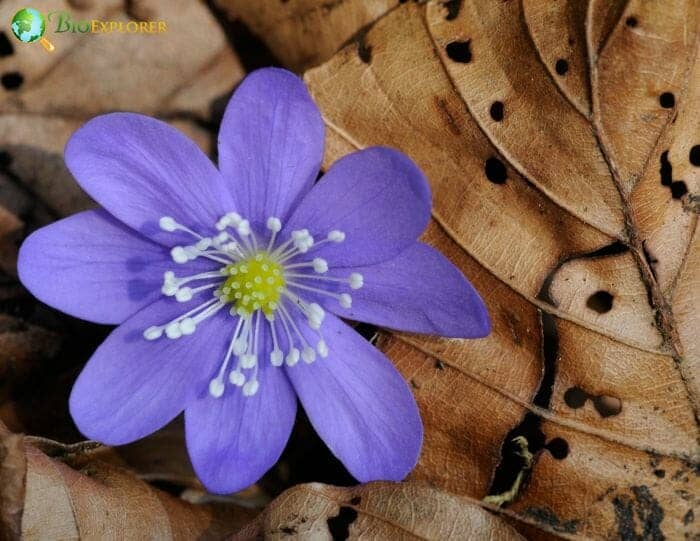 Hepatica Flowers