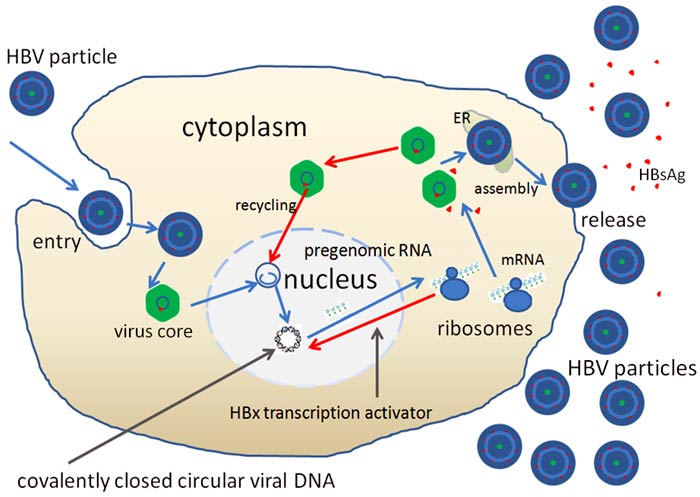 Hepatitis B Virus Life Cycle