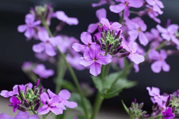 Hesperis Matronalis