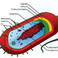 Histology (Animal Cells)